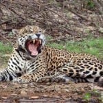 Jaguar image
