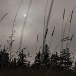 "Late Sun Fog Grass," by Parrish Dobson