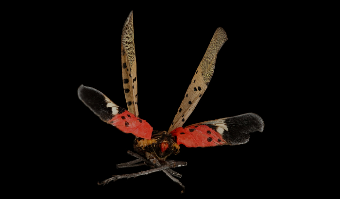 "Spotted Lanternfly, back_2017-06-16-16.50" by Sam Droege is marked with Public Domain Mark 1.0