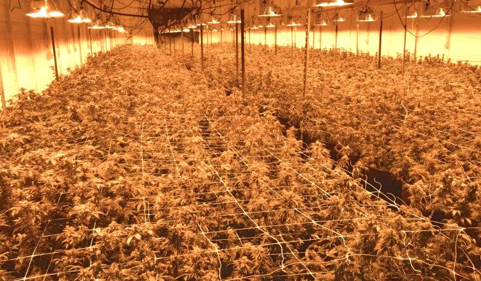 Pesticides Now Permitted In Massachusetts Cannabis Cultivation – Dig Bos